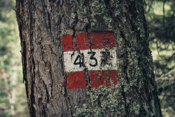Fototapeta premium Red and white trail marker on a tree, reading 437, in Cortina D'Ampezzo, Dolomites, Italy