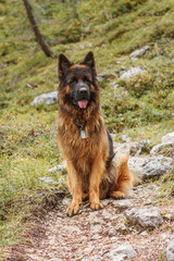 Picture of a German shepherd dog on the trails of Cortina D'Ampezzo, Dolomites, Italy