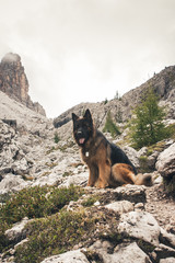 Picture of a German shepherd dog on the trails of Cortina D'Ampezzo, Dolomites, Italy