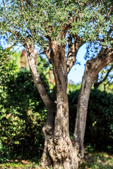 Obraz premium Olive tree. Olives on olive tree branch