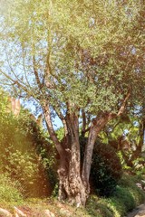Olive tree. Olives on olive tree branch