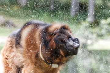 Picture of a German shepherd dog on the trails of Cortina D'Ampezzo, Dolomites, Italy