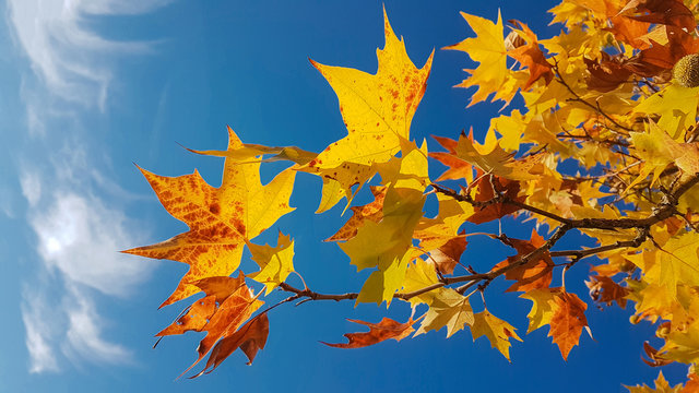 Leaves Yellow Sly Blue Autumn Background  Colors