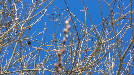 Branch of a poplar with buds on a background of blue sky.