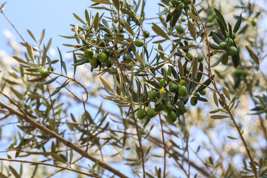 Olive tree. Olives on olive tree branch