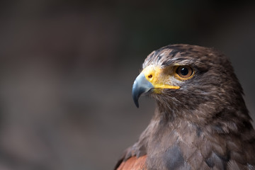 Tawny eagle (Aquila rapax), a large bird of prey that in Sub-Saharan Africa, southwestern Asia and India