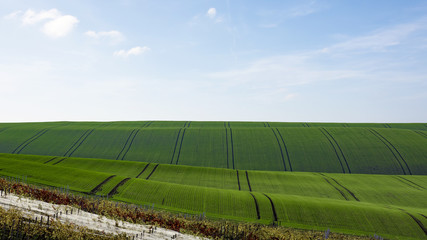View of a landscape with a field and a vineyard in autumn in the south Moravia under a blue sky with clouds
