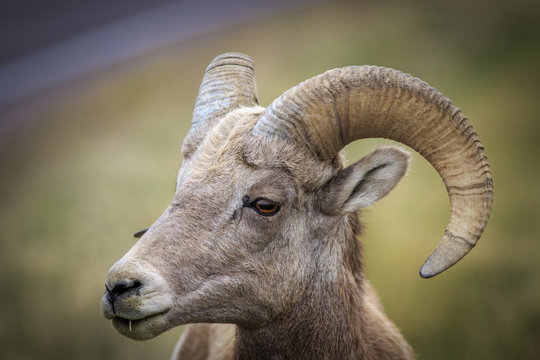Curious Big Horn Sheep