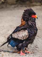 Bateleur (Terathopius ecaudatus), a medium-sized eagle in the family Accipitridae.