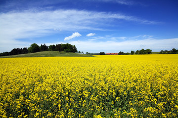 Blühendes Rapsfeld im Mai auf der Schwäbischen Alb