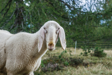 Fototapeta premium Sheep in Cinque Torri, Cortina D'Ampezzo, Dolomites, Italy