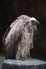 White-backed vulture (Gyps africanus), an Old World vulture