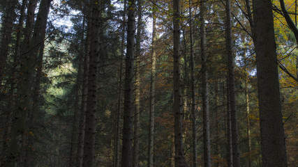 Forest trees background