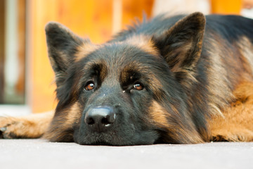 Picture of a German shepherd dog on the trails of Cortina D'Ampezzo, Dolomites, Italy