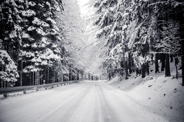 tress with snow and winter road