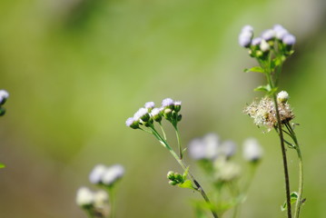 flowers are blooming in the fields
