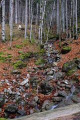 Ein kleiner Bachlauf