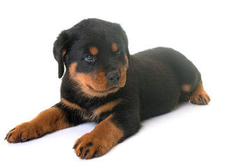 puppy rottweiler in studio