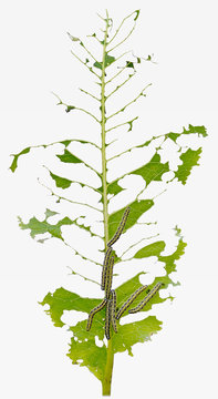 leaf caterpillar insulated