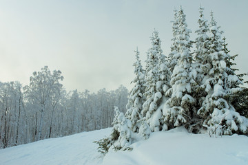 Obraz premium Pine trees in snow, Ural, Russia