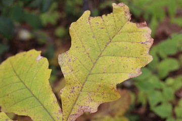 Yellow Oak Leaf