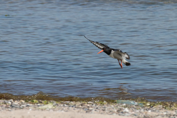 Austernfischer im Flug