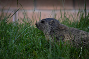  beaver