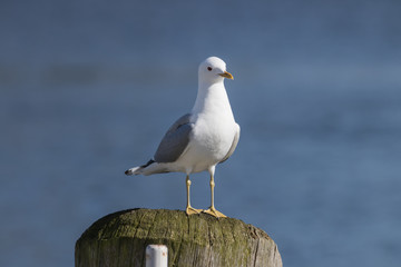 Sturmmöwe, Larus canus