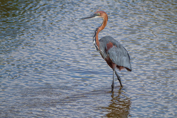 Goliath Heron (Ardea goliath)