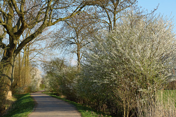 Feldweg im Frühling