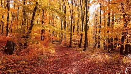 Low level flight inside autumn forest