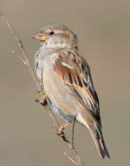 Fototapeta premium Very close up portrait of female house sparrow isolated on beige blurred background