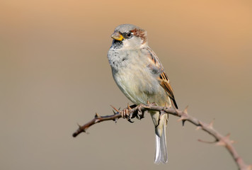Close up portrait of male house sparrow on the branch isolated on blurred beige background