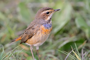 Close up fragment of portrait of blue throat on the ground
