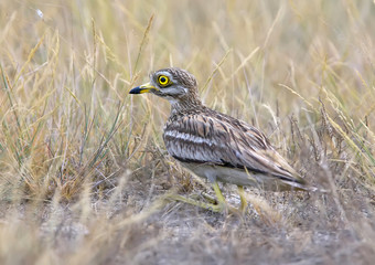 Rear view on stone curlew sitting on the ground with a grass