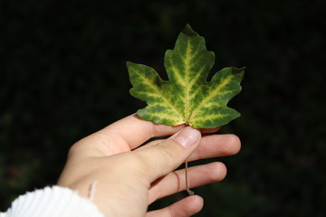 Greem Leaf