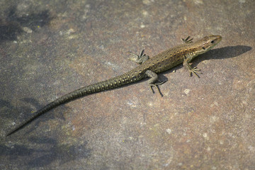Lizard is basking in the stone on a sunny day. Animals