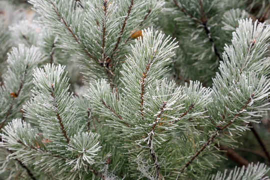 Fototapeta The pine branches covered with hoarfrost during the first frosts.