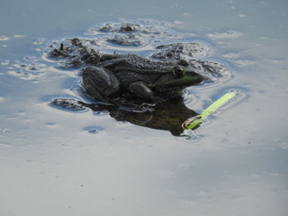 Wasserfrosch