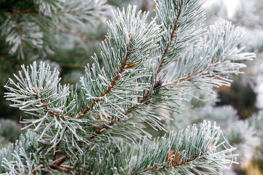 Fototapeta The pine branches covered with hoarfrost during the first frosts.