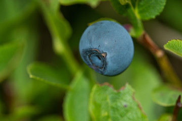 Detail of blueberries on the tree