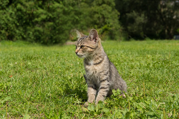 Tabby kitten, small, young cat who is sitting on the grass in sunny day