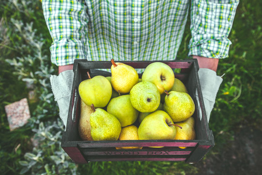 Farmer with pears