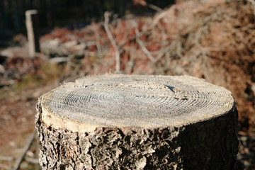 Stump