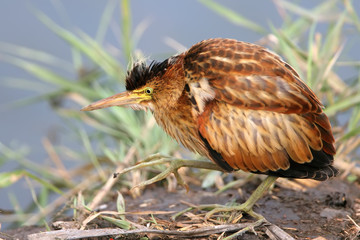 A young little bittern in funny position walking