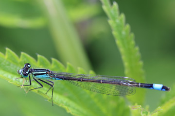 Blue-tailed Damselfly (Ischnura elegans), male resting on a Nettle leaf, WWT Welney, Norfolk, England, UK.