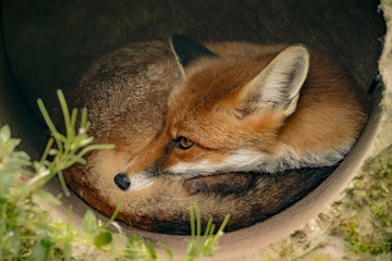 Fuchs im Rohr