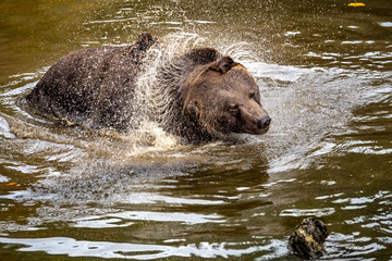 Braunbär beim Baden