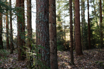 Naklejka premium Forest