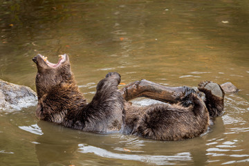 Braunbär beim Baden